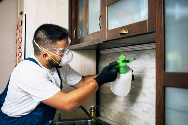 Best Local Pest Control Services  in Verde Village, AZ