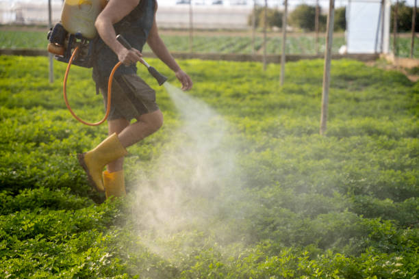 Best Pest Control Near Me  in Verde Village, AZ