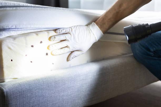 Best Best Pest Control Companies  in Verde Village, AZ