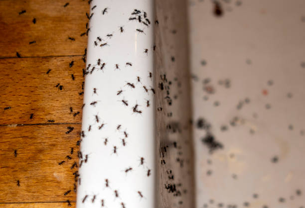 Best Flea Control Services  in Verde Village, AZ