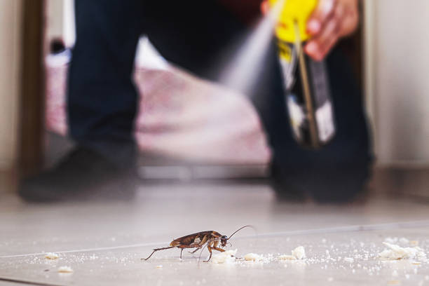 Best Pest Prevention Services  in Verde Village, AZ
